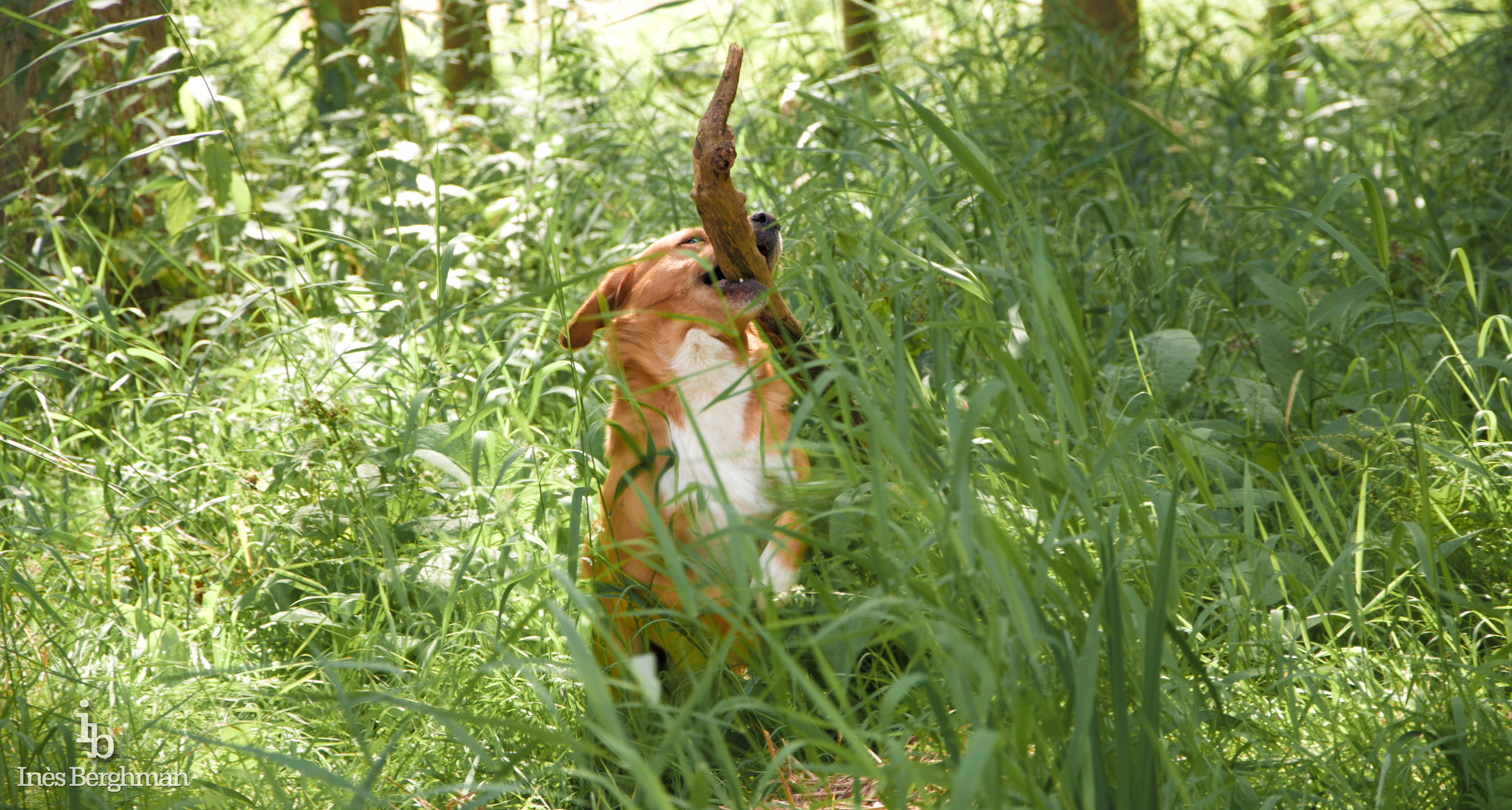 Mammouth, compagnon canin.