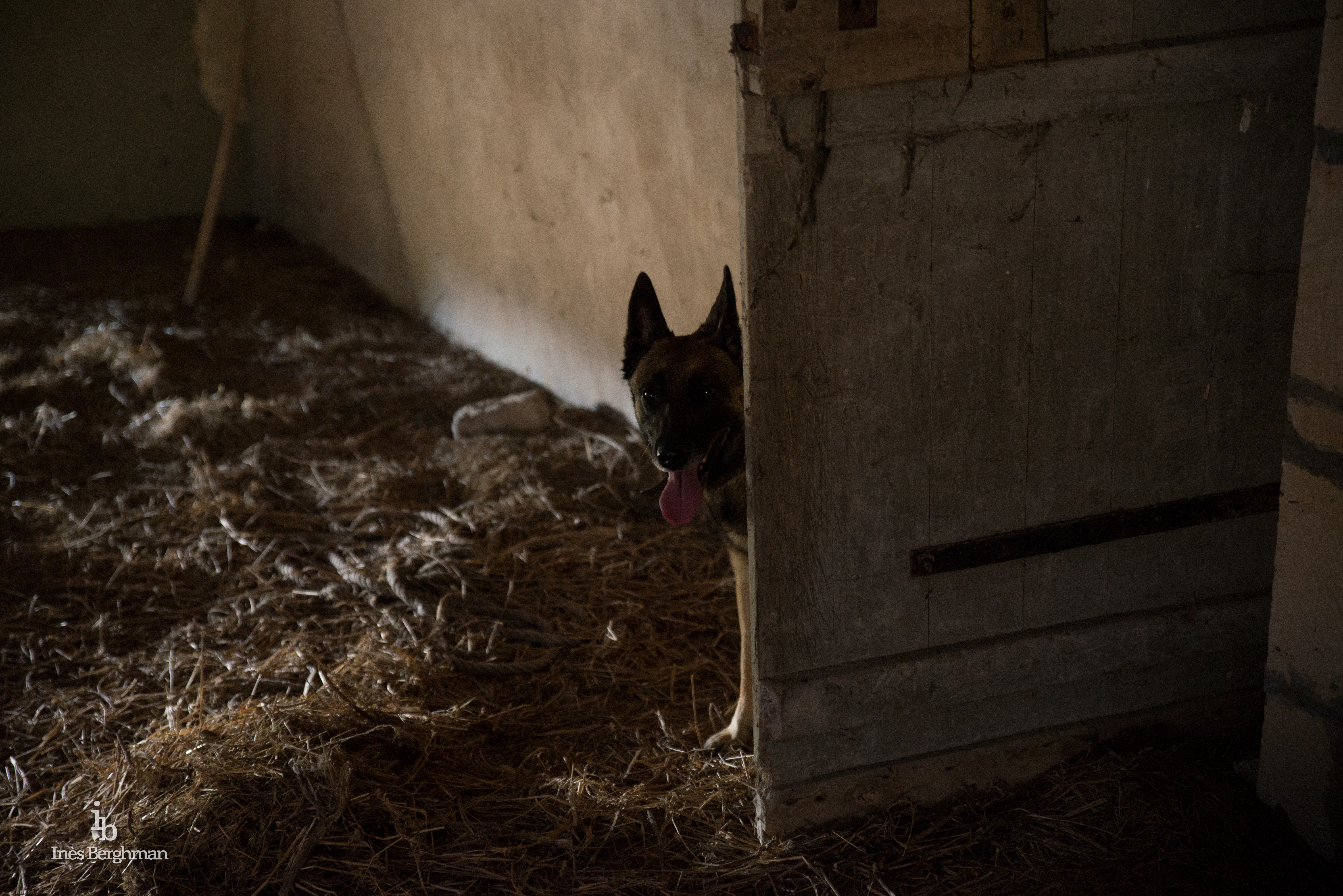 Chien curieux