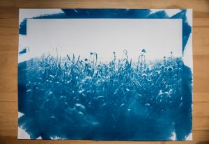 Lire la suite à propos de l’article Cyanotype – sur papier/verre/tissu